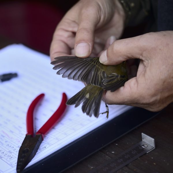 Capture and liberation of wild bird after leg identification ringing and body measurements for migration research.